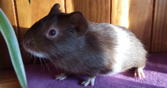 natacha pet sitter à LUMBIN 38660_1