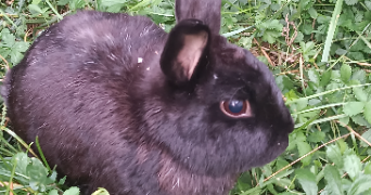 morgane pet sitter à SAUSHEIM 68390_14