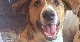 agnès dog sitter à LISLE SUR TARN 81310_8