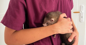 loriane pet sitter à LA ROCHELLE 17220_6