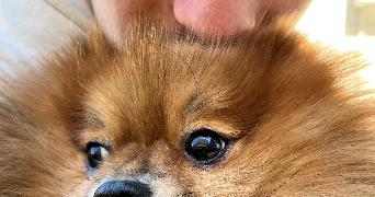 leian pet sitter à PARIS 15 75015_2