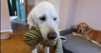 teresa pet sitter à PARIS 18 75018_7