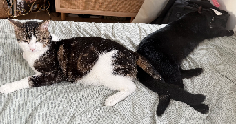 pauline pet sitter à LILLE 59000_8