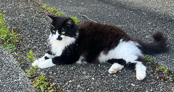 thibault pet sitter à CASTELNAU CHALOSSE 40360_2