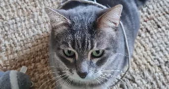 anne-eléanor pet sitter à EPERNAY 51200