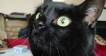 alexandra pet sitter à LANDRES 54970_0