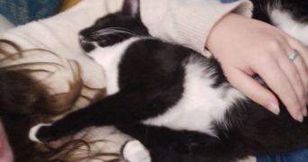 clara pet sitter à FONSORBES 31470_2