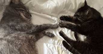 amalia pet sitter à MONTPELLIER 34090_3