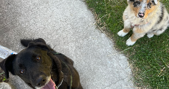 marie pet sitter à LES ANGLES 30133_5