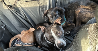 esther pet sitter à AURIBEAU SUR SIAGNE 06810_13