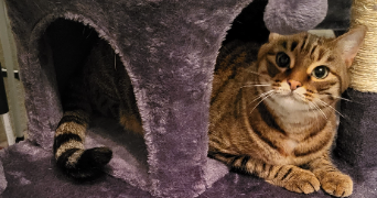 angelique pet sitter à FONTENAY TRESIGNY 77610_2