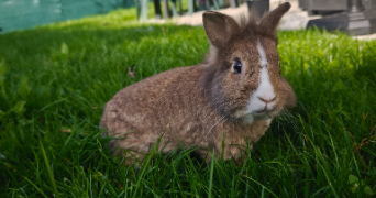 rabia pet sitter à HAGUENAU 67500_1