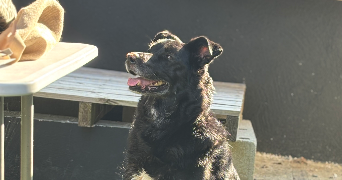 ruben pet sitter à CERGY 95000_6