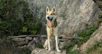marie pet sitter à BLETTERANS 39140