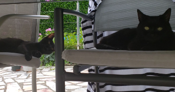 enola pet sitter à MONTGERON 91230_3