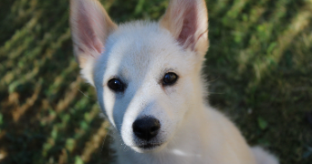 vanina pet sitter à BLAINVILLE SUR L EAU 54360_2