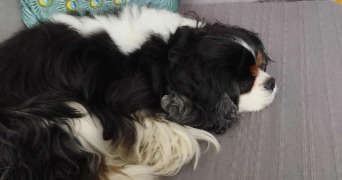 catherine pet sitter à MEUDON 92190_6