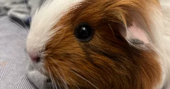 aurelie pet sitter à PARIS 12 75012