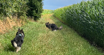 susie pet sitter à PAVILLY 76570_2