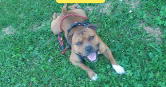 angela pet sitter à STRASBOURG 67200_17