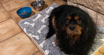 roza pet sitter à IVRY LA BATAILLE 27540_9