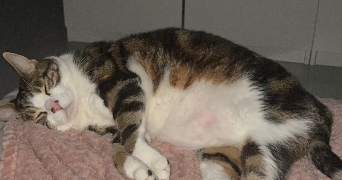 jade pet sitter à TOULON 83200_1