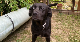 léa myriam pet sitter à LUNEL VIEL 34400_1