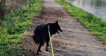 lilou pet sitter à SIN LE NOBLE 59450_5