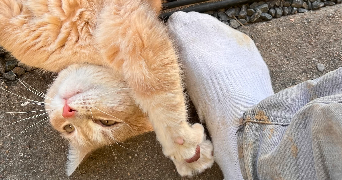 guillaume pet sitter à LORIENT 56100_1