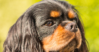 Guy pet sitter à Vannes 56000_3