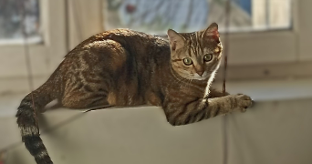 quentin pet sitter à MAISONS LAFFITTE 78600_2