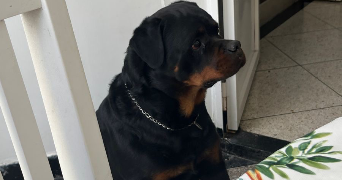 adam dog sitter à PARIS 17 75017_2