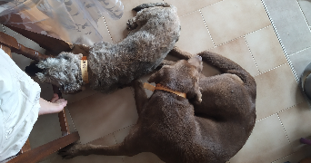 manon pet sitter à VERRIERES 10390_7