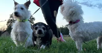 marion pet sitter à BACCARAT 54120
