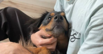 mahan pet sitter à ROUEN 76000_0