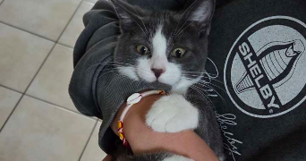 floriana pet sitter à POLLIONNAY 69290_3