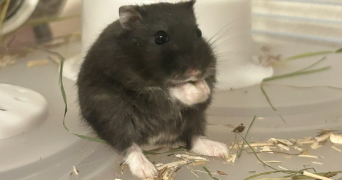 laetitia pet sitter à ROGERVILLE 76700_2
