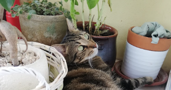 gabriella pet sitter à ST HIPPOLYTE DU FORT 30170_12