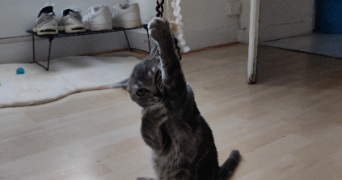 thiven pet sitter à NANTES 44000_3