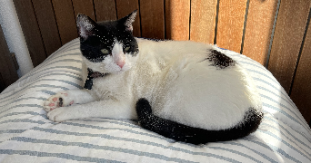 eva pet sitter à FRESNES 94260_5