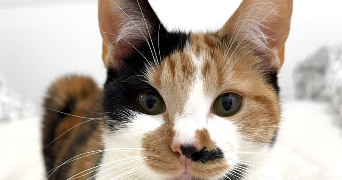 mélodie pet sitter à NUCOURT 95420_1