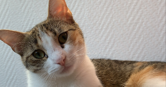 eva pet sitter à REIMS 51100_1
