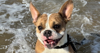océane pet sitter à CHABLIS 89800_3