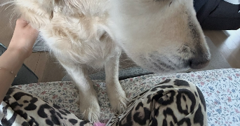 lorène pet sitter à ST NICOLAS 62223_5