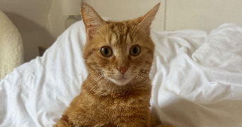 melanie pet sitter à MAGNE 79460_1