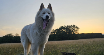 oceanne pet sitter à DOUVAINE 74140_0