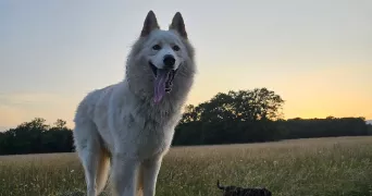 oceanne pet sitter à DOUVAINE 74140