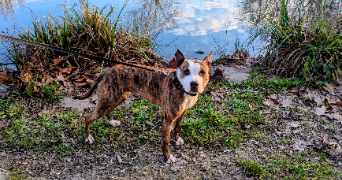 justine pet sitter à ANTONY 92160_10