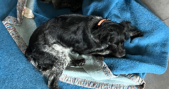 marie pet sitter à AUDIERNE 29770_2