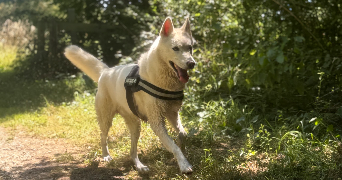 typhaine pet sitter à GENNES LONGUEFUYE 53200_1